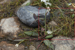Carex enervis