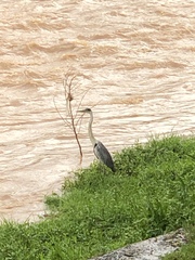 Ardea cocoi
