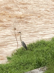 Ardea cocoi