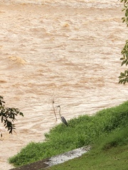 Ardea cocoi