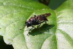 Clitellaria ignifera