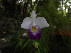 Arundina graminifolia