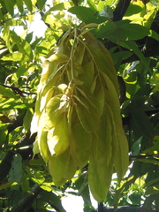 Brownea ariza