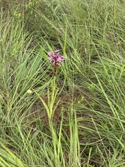 Disa nervosa