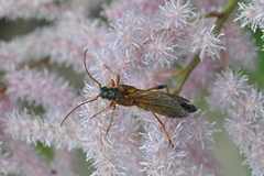 Necydalis major