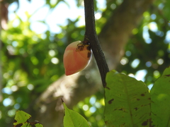 Brownea ariza