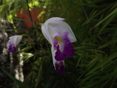 Arundina graminifolia