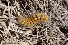 Paracles deserticola