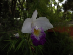 Arundina graminifolia