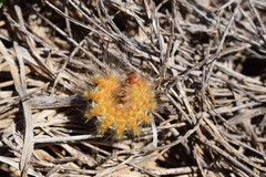 Paracles deserticola