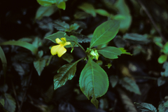 Impatiens oncidioides