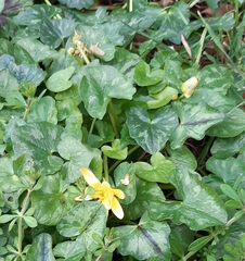 Ficaria verna