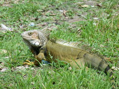 Iguana iguana