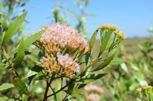 Tessaria dodonaeifolia (Hook. & Arn.) Cabrera