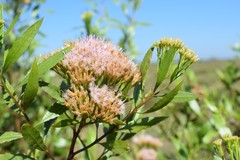 Tessaria dodonaeifolia