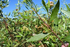 Tessaria dodonaeifolia