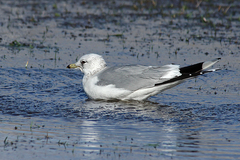 Larus canus
