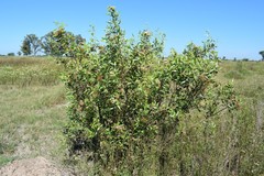 Tessaria dodonaeifolia