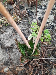 Gasteria nitida nitida