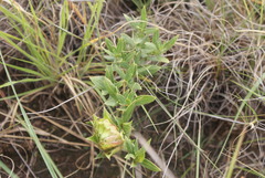 Barleria macrostegia