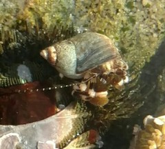 Pagurus hirsutiusculus