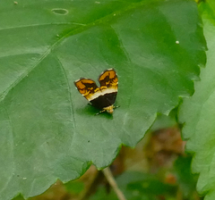 Choreutis xanthogramma