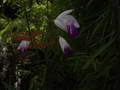 Arundina graminifolia