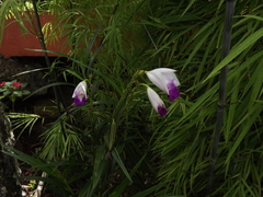 Arundina graminifolia