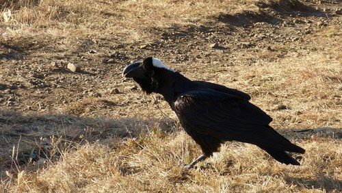 Thick-billed Raven
