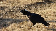 Corvus crassirostris