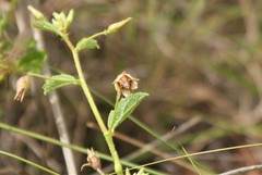 Hermannia boraginiflora