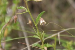 Hermannia boraginiflora
