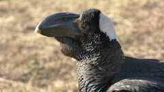 Corvus crassirostris