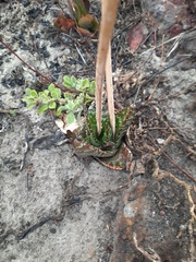 Gasteria nitida nitida