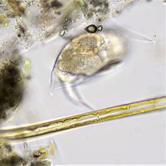 Colurella adriatica