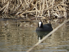 Fulica atra