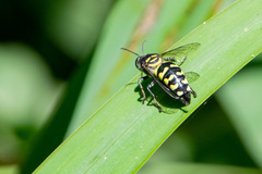 Stictia