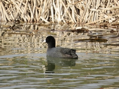 Fulica atra
