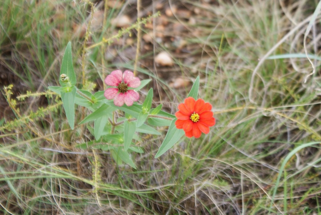 Peruvian zinnia from Pretoria Rural, Centurion, South Africa on
