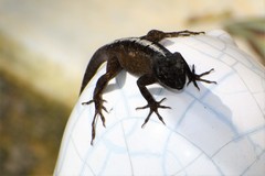 Anolis sagrei