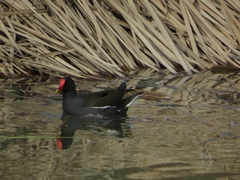 Gallinula chloropus