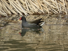 Gallinula chloropus