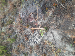 Gasteria nitida nitida