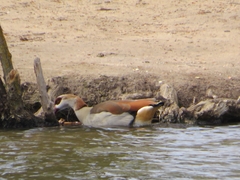 Alopochen aegyptiaca