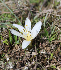 Colchicum trigynum