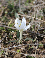 Colchicum trigynum