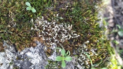 Hedwigia emodica