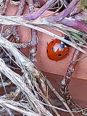 Coccinella septempunctata
