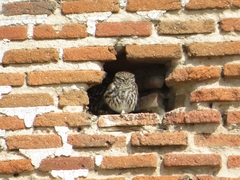 Athene noctua