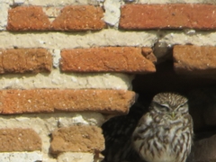 Athene noctua